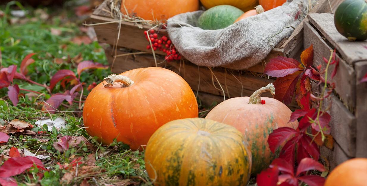 Pumpkins Fall Generic